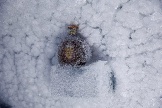 Железная дорога Юнгфрау. Высокогорная железнодорожная станция Jungfraujoch, 3454 м